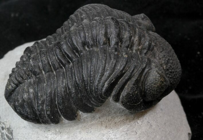 Detailed, Phacopid Trilobite - Mrakib, Morocco #36148